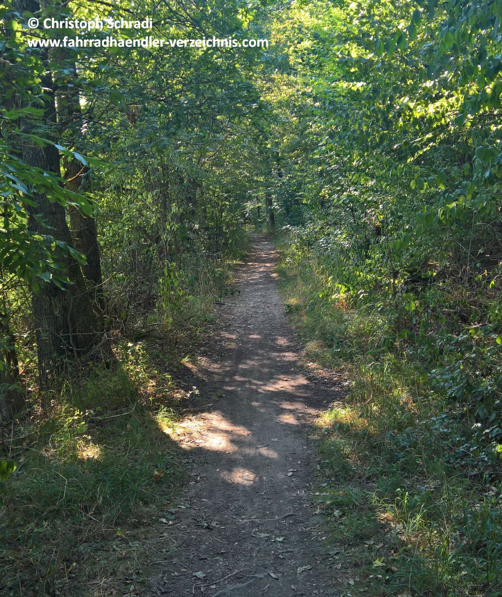 Beispiel eines Single-Trails - schmaler Wald- oder Wanderweg welcher nur von einer Person gleichzeitig befahren werden kann