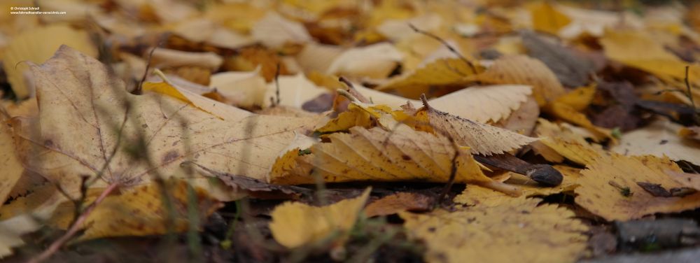 Im Herbst heißt es Achtung: Nasse Blätter sind quasi wie eine Eisschicht
